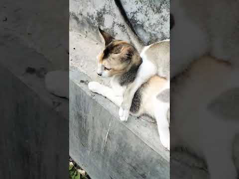 #cat #lifeisbutadream #funnyanimal #funnycat #funnypet @ like be friends plz🤪🤪