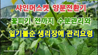 샤인머스켓 양분전환기 이후 챙겨야 할 것들