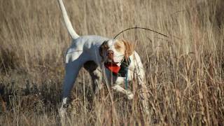 Bobwhite and Blue quail flushing over pointing dogs