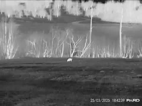 Pard Leopard 640 LRF - Wild boar - 100m