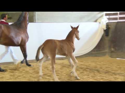 KN 23 Quinto Hf v. Quiwi Dream - Urleven Pironniere