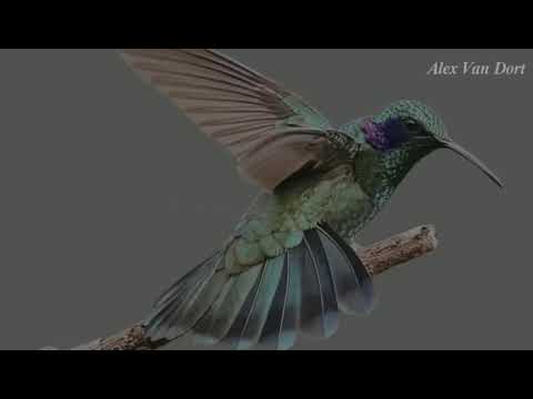 Pajarito colibrí - Natalia Lafourcade