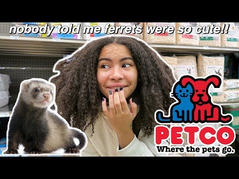 YouTube video about: How much is a ferret at petland?