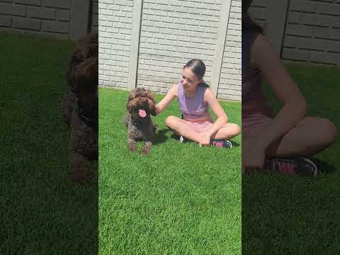 Lagotto Romagnolo puppy for sale