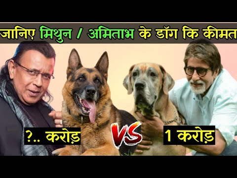 तो इस तरह मिथुन चक्रवर्ती और अमिताभ बच्चन अपने पैसे उड़ाते है Mithun da dog vs Amitabh Bachchan dog