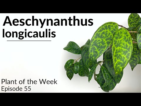 How To Care For Aeschynanthus longicaulis (Black Pagoda Lipstick Plant) | Plant Of The Week Ep. 55