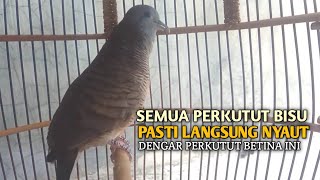 Download lagu Perkutut Betina memanggil jantan Suara bersahutan perkutut lokal gacor , Ampuh untuk PANCINGAN mp3