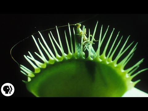 A Venus Flytrap Works Just Like Your Brain