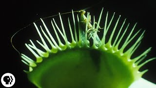 A Venus Flytrap Works Just Like Your Brain
