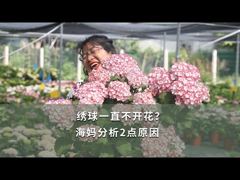 繡球花不吉利