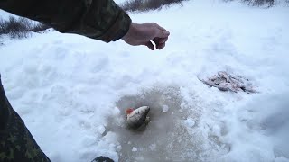 Рыбалка в коми зимой на окуня