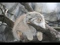 manul life could be dream