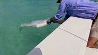 preview picture of video 'Tampa Bay Florida Tarpon Fishing'
