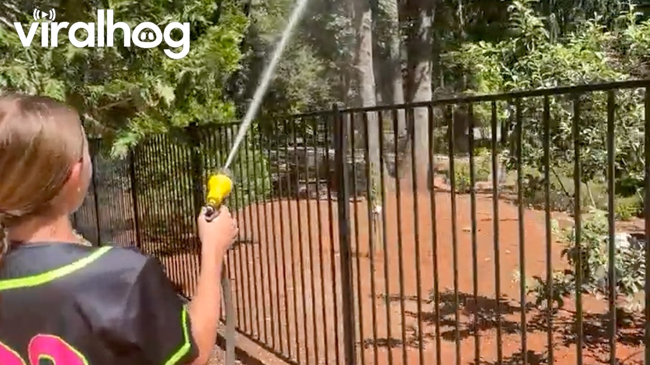 Spray Hose Summons Woodpeckers for Afternoon Shower || ViralHog