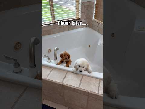 Growing Golden Retrievers! #puppy #dogs #goldenretriever #goldendoodle #dog