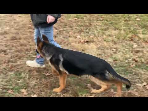 Young Dog Sieger Yoris vom Osterberger-Land  IGP3 and Siri vom Merkur-Stern  IGP1 GSD Pup Available