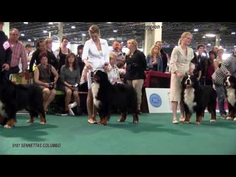 WDS2013. Males. Champion class