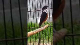 Download lagu Murai batu blorok istimewa #shorts #muraibatujuaranasional #muraibatutermahal #muraibatublorokjuara mp3