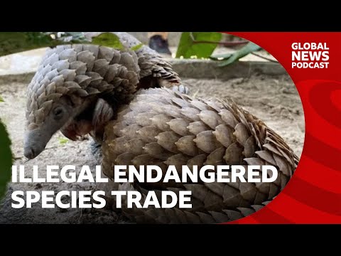 Video | Why are endangered species being sold on Facebook? | Global News Podcast