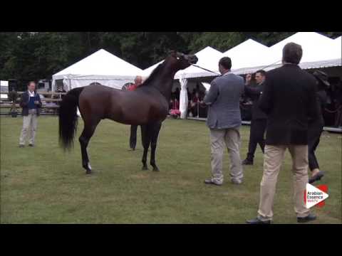 N.178 EMERSON KA - Bruges 2015 International - Stallions 4-6 years old (Class 108B)