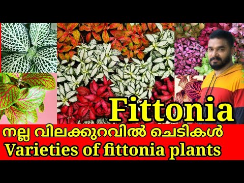 , title : 'Fittonia/Nerve Plant Care👌 || Foliage Indoor Plant||🔥Powerful Potting Mix|| Botanical garden ||Salu/'