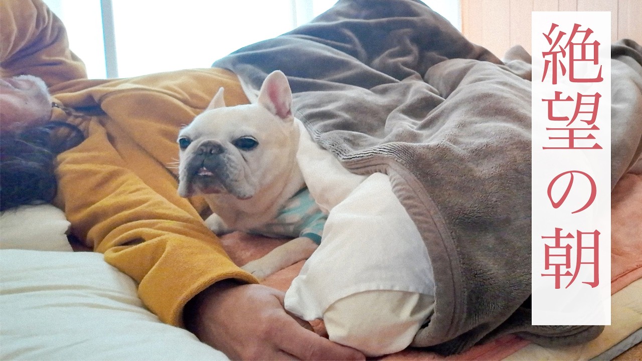 肉離れ翌日…愛おしい12才の犬と普段のモーニングルーティンはできるのか