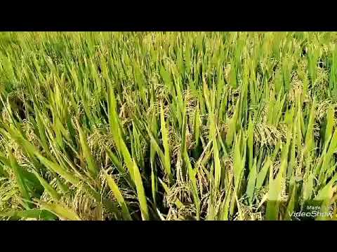 Bg 375   🌾👌❤