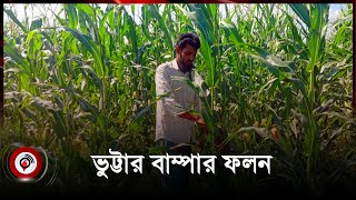 আগাম জাতের ভুট্টায় ঝুঁকছেন ভৈরবের চাষিরা -Jago News (November 2023)