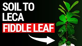 Which Is Better: The Long Method Or Straight To Leca For Fiddle Leaf Fig?