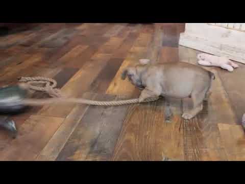 LUX www.ozarkmtnpuppies.com
