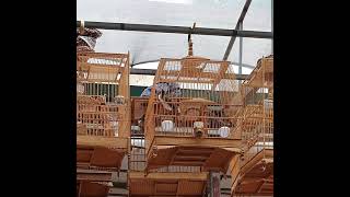 phục hồi chào mào suy yếu