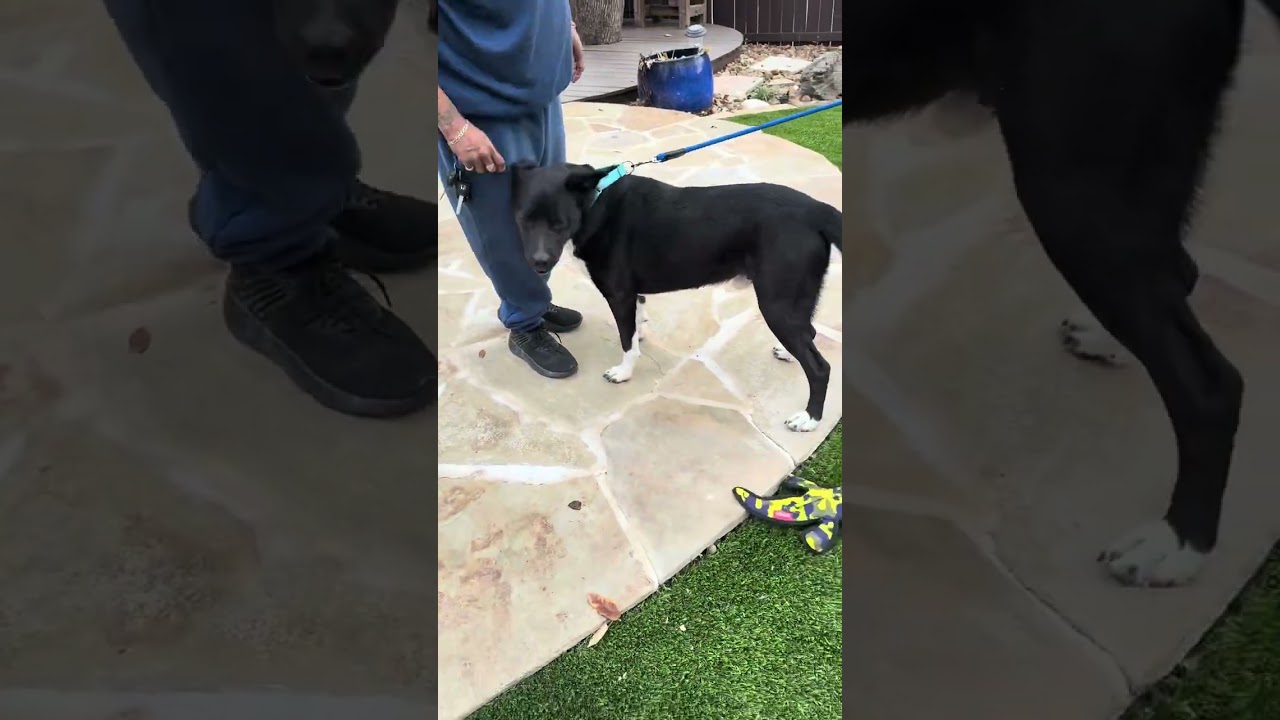 Highway, a ADOPTABLE mixed breed in Southport, CT video 4/5