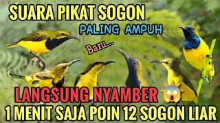 Download lagu Suara pikat sogon liar ampuh langsung nyamber 😱 mp3