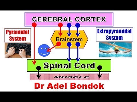 Pyramidal and Extrapyramidal Motor System and Desending Tracts, Dr Adel Bondok