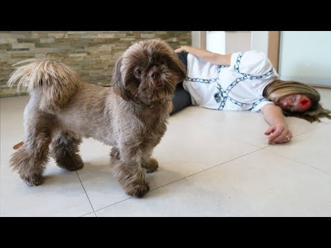 ¡Fingiendo un desmayo delante de mi perro! Reacción graciosa de un cachorro