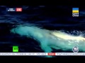 Единственный в мире кит альбинос 