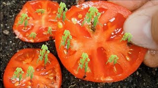 How to Grow Tomatoes from Seed (Updated 2021 with Results)