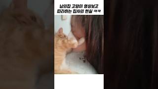 인스타의 고양이와 뽀뽀 따라하기