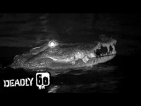 Crocodile Close Encounter | Deadly 60 | BBC Earth Kids