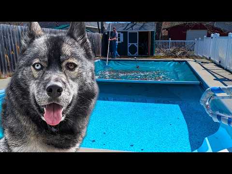 Getting Your Pool Ready for Dogs