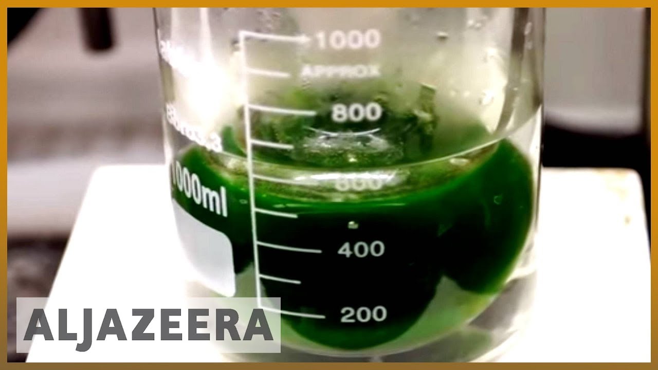 🌏 earthrise - Green Gold