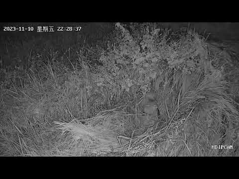 草鴞寶寶們互相搶食親鳥帶回的「鼠」條