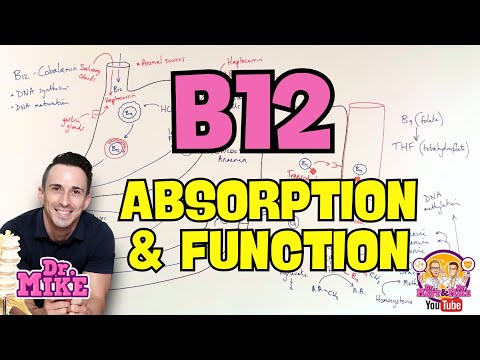 Vitamin B12 | Absorption and Function