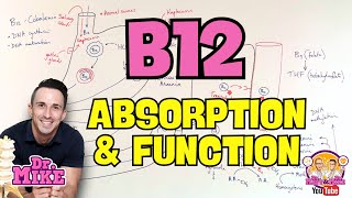 Vitamin B12 | Absorption and Function