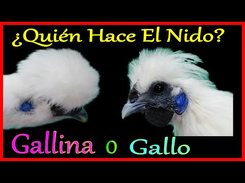 , title : 'Silkies gallinas Quién fabrica los nidos el Gallo o La Gallina extraño ritual para construir un nido'