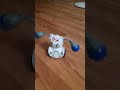 SILVERLIT KOMBAT ROBOT! #boxer #robot #asmr #combat #YT#trending #shorts