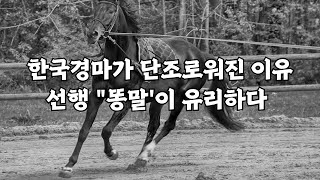 한국 경마가 단조로워진 이유! "선행이 필수가 되어버린 "똥말 경주!"