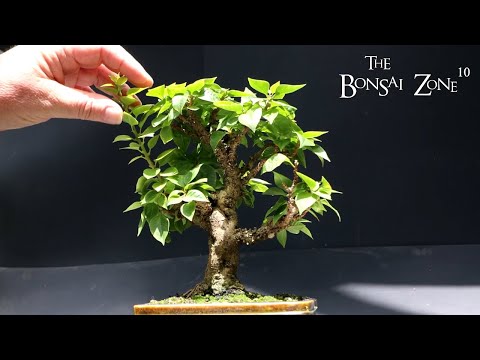 Summer Bonsai Pruning, The Bonsai Zone, July 2023