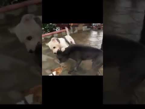 cane corso attack on dogo argentino #shorts