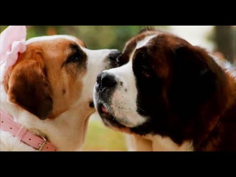 Beethoven - The Day I Fall in Love